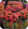 Sunpatiens magenta 6 szt.